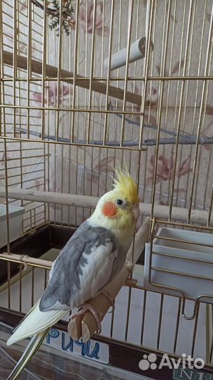 Попугай корелла с клеткой
