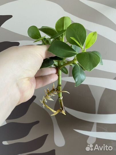 Клузия Принцесс (черенок)