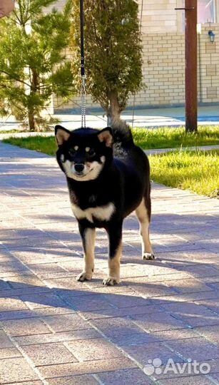 Собака сиба ину