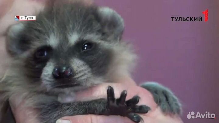 Енот полоскун