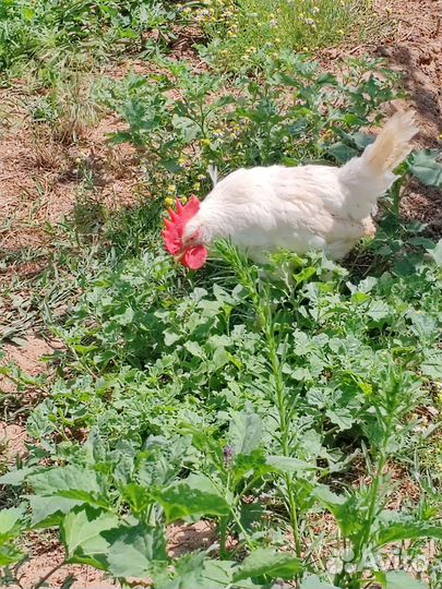 Молодые петухи Леггорн