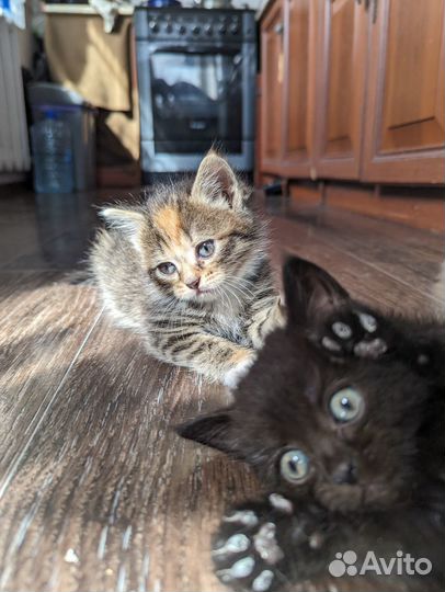 Котята бесплатно