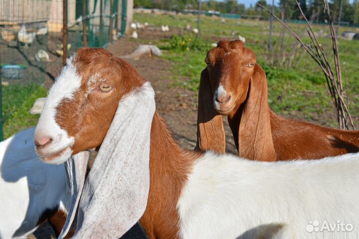 Молочные продукты с фермы с доставкой