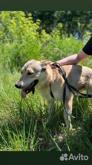 Собака в добрые руки