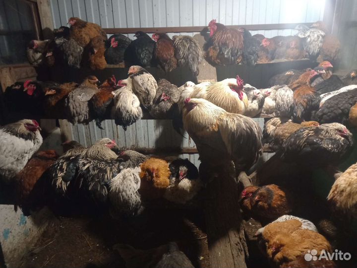 Куры разных пород
