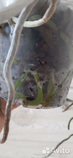 Орхидея фаленопсис Magic Art