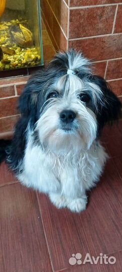 Болонка (вязка)