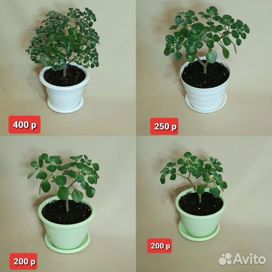 Аихризон дерево любви