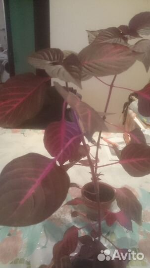 Продаю домашнее растение ирезена