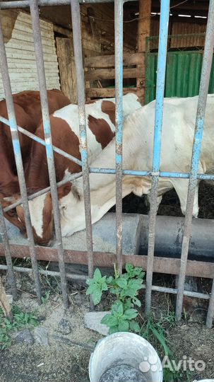 Телята бычки семинталы и телки