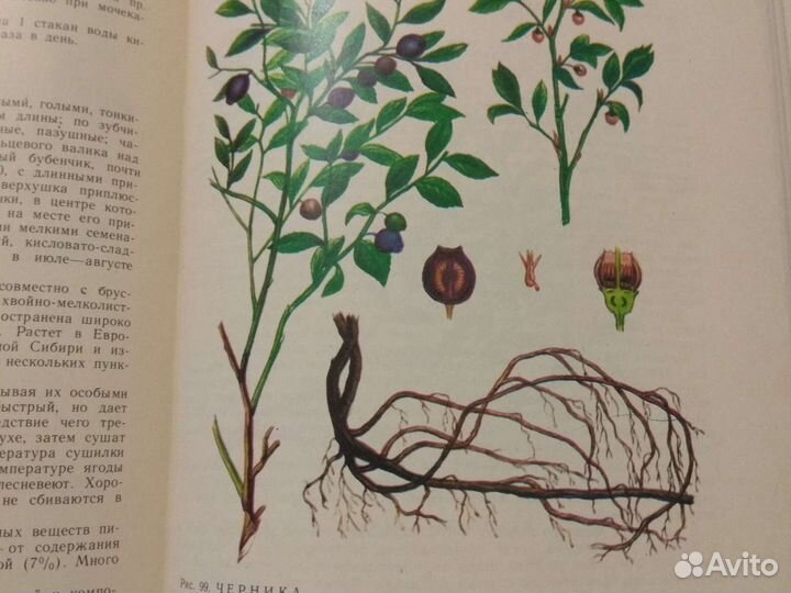 Медицинский справочник, дикорастущие лекарственные