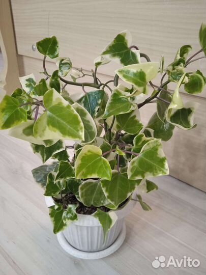 Комнатные растения (добавление)