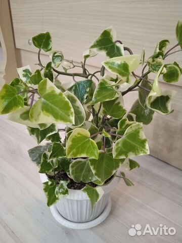 Комнатные растения (добавление)