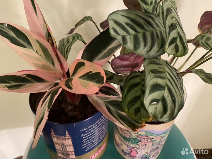 Креативный комплект: ктенанта + строманта