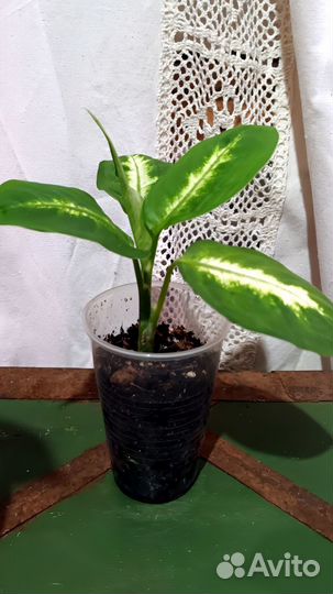 Диффенбахия Камилла