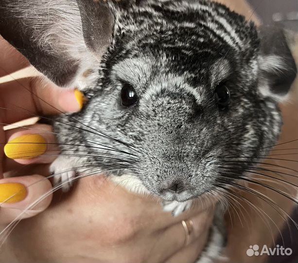 Шиншилла+ клетка+удобства