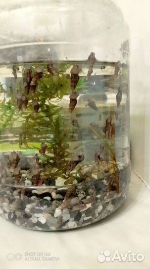 Улитки мелани