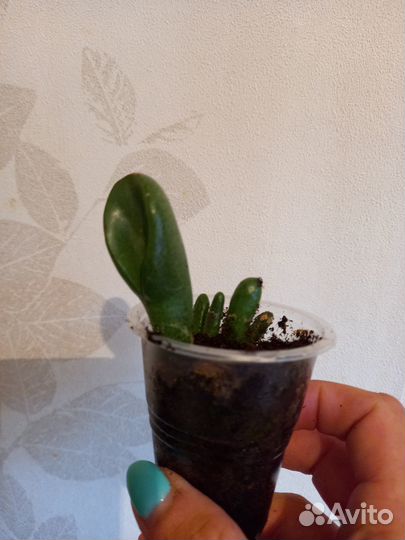 Крассула голлум