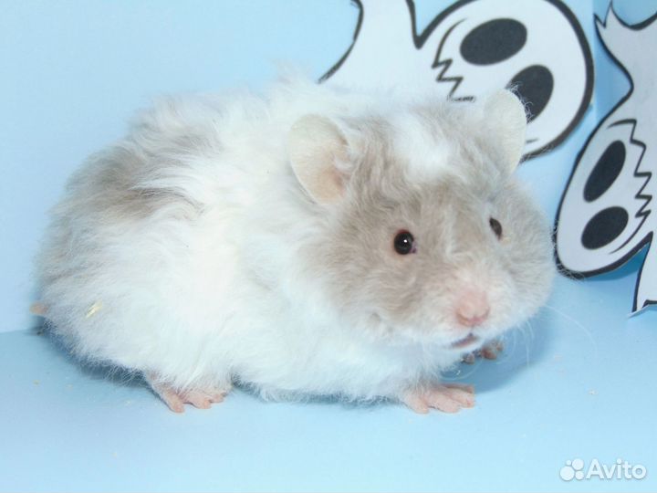 Сирийские хомяки из питомника 
