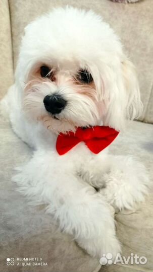 Мальтийская болонка вязка