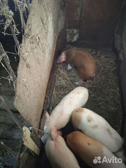 Лучше меня вы не найдете