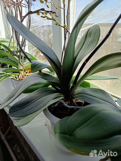 Орхидея фаленопсис