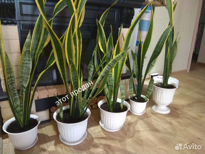 Сансевиерия