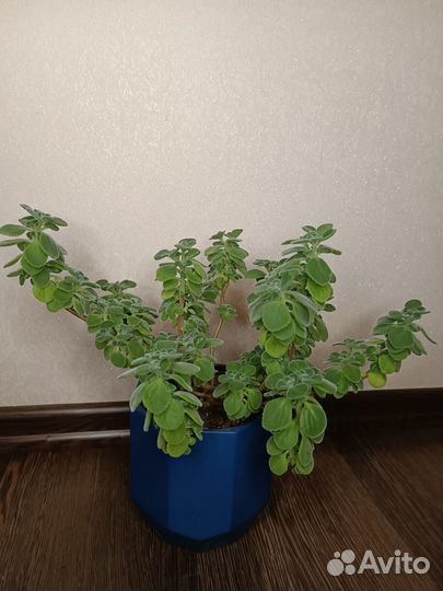 Фикус бенджамина и др