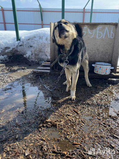 Собачка- мальчик Бубль