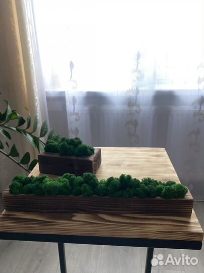 Кашпо со мхом для декора дома