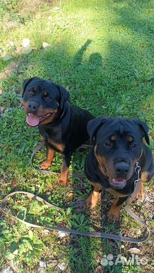 Дрессировка собак, специалист кинолог