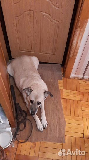Домашняя Яна