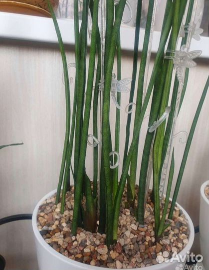 Сансевиерии Страйт и Спагетти