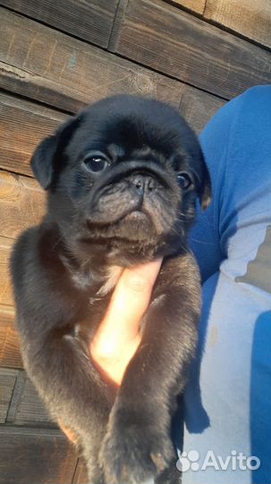 Щенки мопса