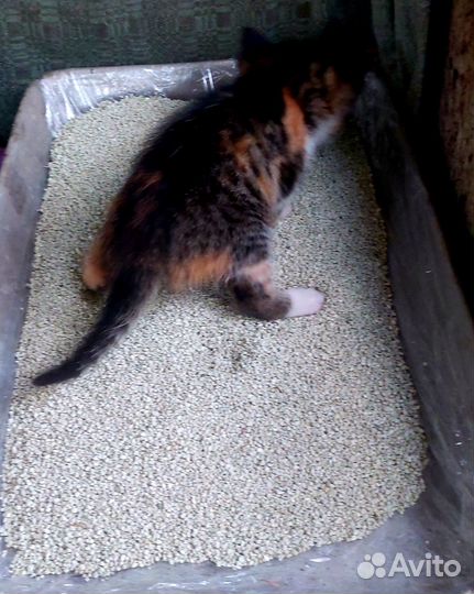 Кошка в дар