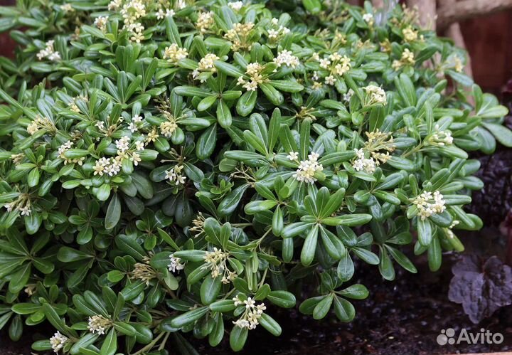 Смолосемянник (питоспорум тобира)