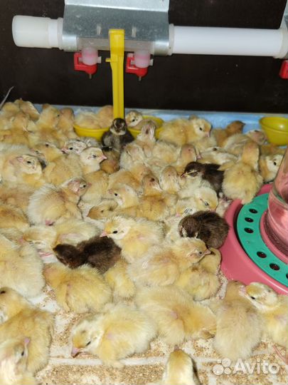 Перепелята, несушки, инкубационные яйца перепела