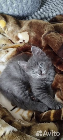 Кот в дар