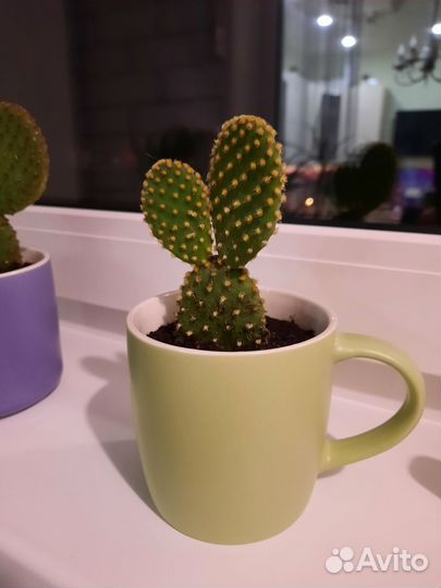 Кактусы и суккуленты