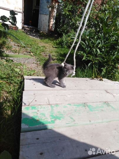 Котёнок, британец