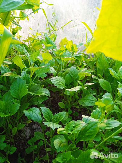 Рассада цветов