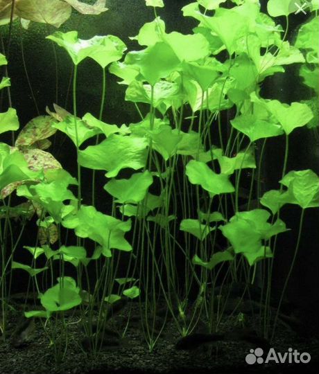 Рыбки и растения