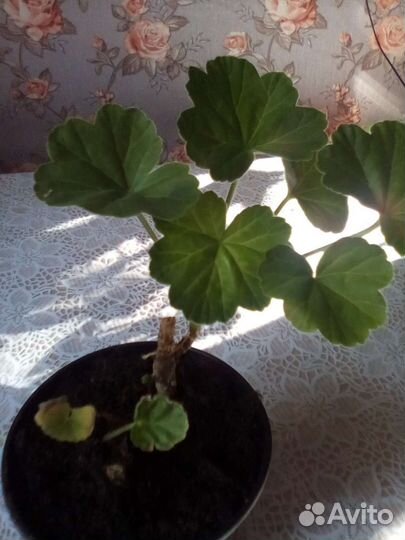 Пеларгония герань