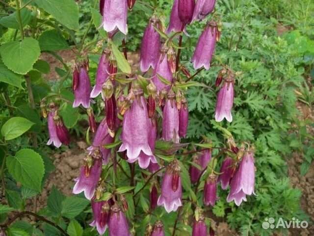 Многолетники для сада