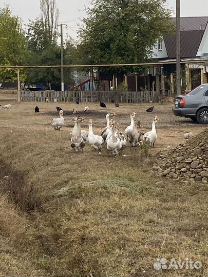 Гуси хормогорцы