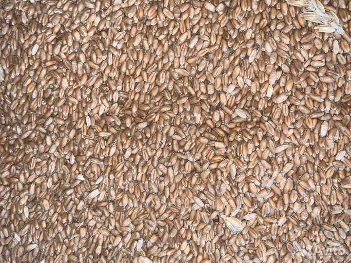 Семенная пшеница 12 р