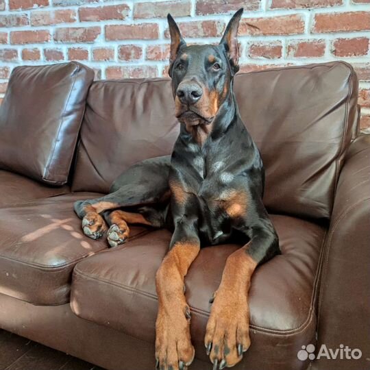 Доберман для вязки