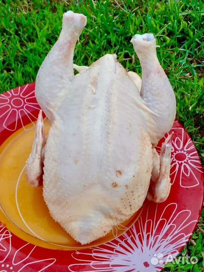 Цыплята корнишоны деревенские