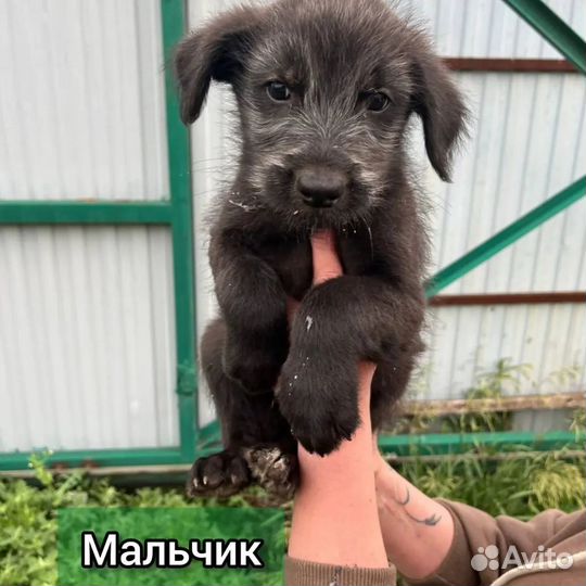 Собака в добрые руки отдам бесплатно