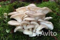 Мицелий вешенки